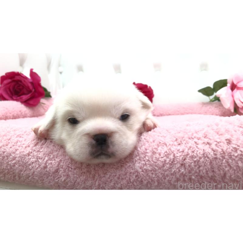 販売中の埼玉県のミックス犬-402095の4枚目