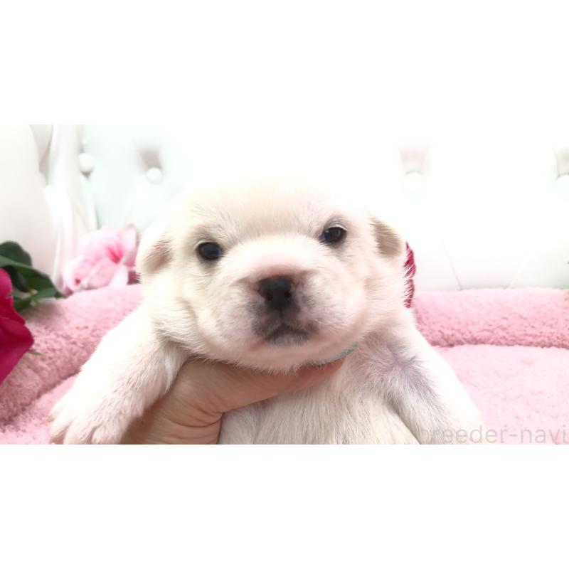 販売中の埼玉県のミックス犬-402095の3枚目
