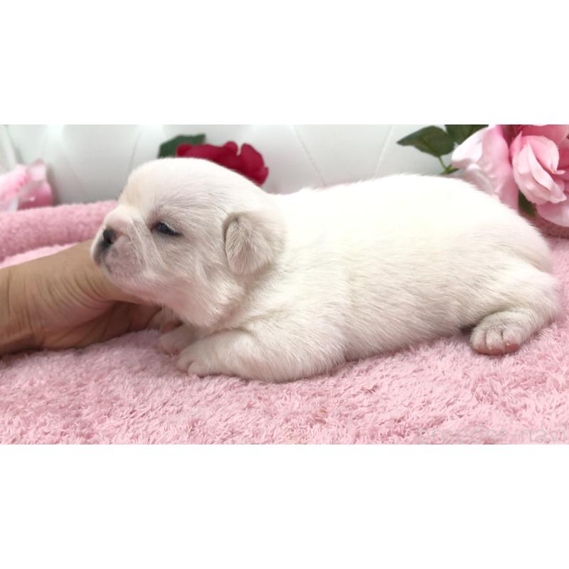 販売中の埼玉県のミックス犬-402095の2枚目