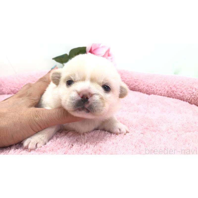 販売中の埼玉県のミックス犬-402098の1枚目