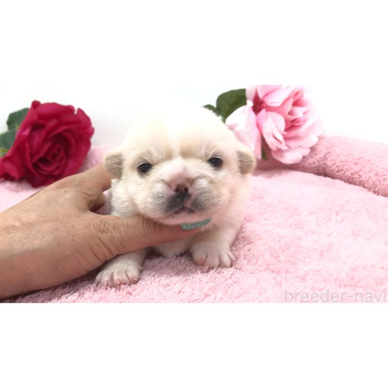 販売中の埼玉県のミックス犬-402098の14枚目