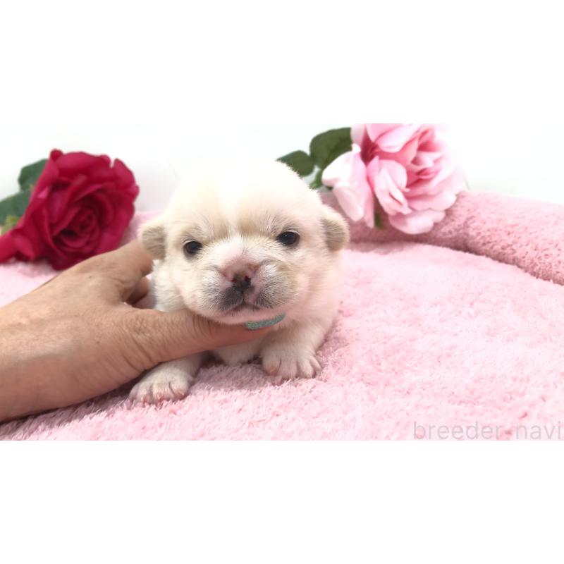 販売中の埼玉県のミックス犬-402098の13枚目