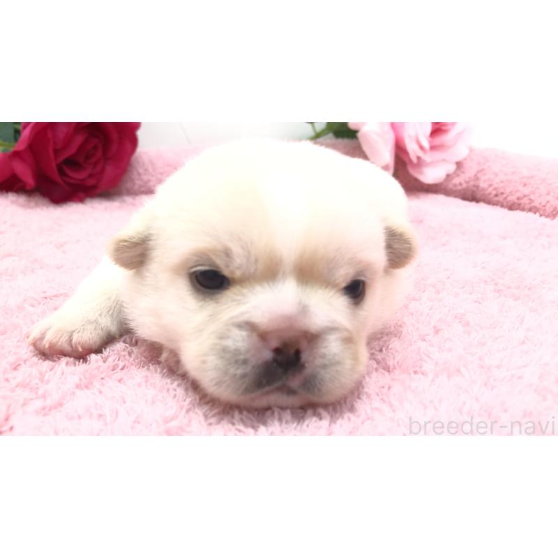 販売中の埼玉県のミックス犬-402098の10枚目
