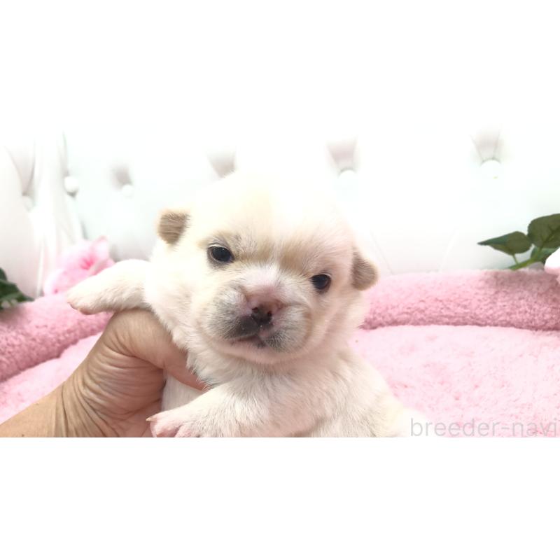 販売中の埼玉県のミックス犬-402098の9枚目