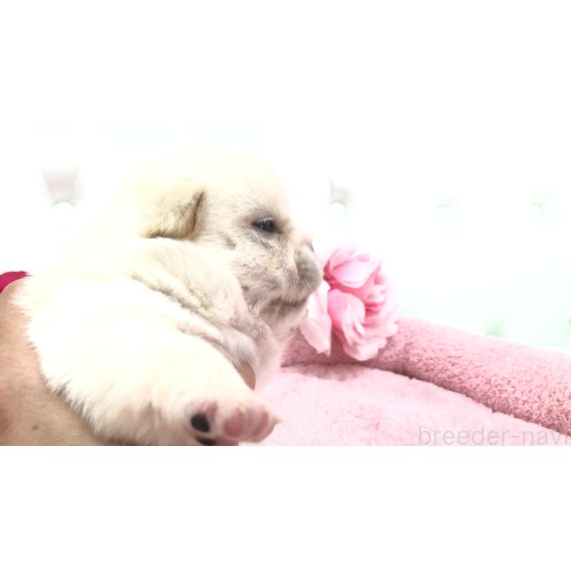販売中の埼玉県のミックス犬-402098の8枚目