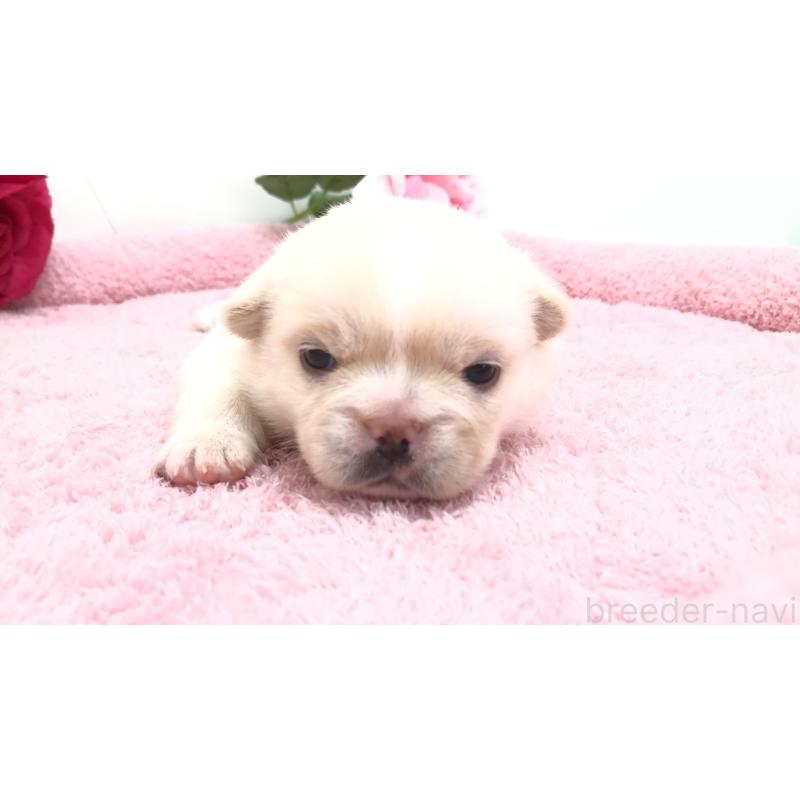 販売中の埼玉県のミックス犬-402098の7枚目