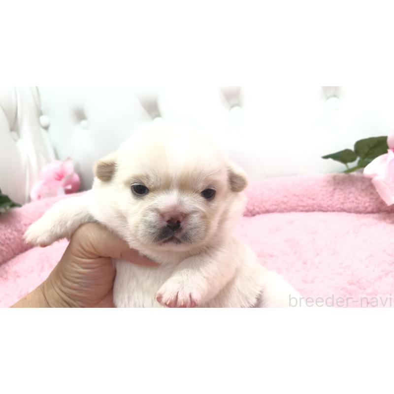 販売中の埼玉県のミックス犬-402098の6枚目