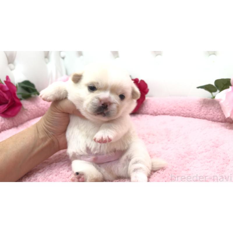 販売中の埼玉県のミックス犬-402098の5枚目