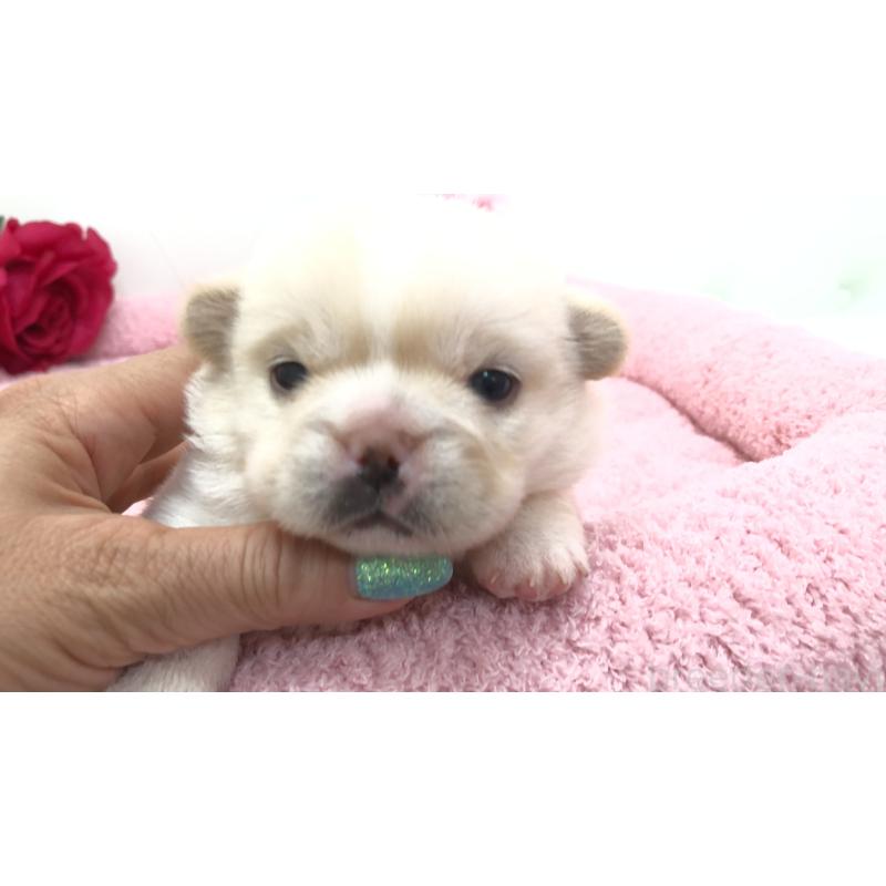 販売中の埼玉県のミックス犬-402098の4枚目