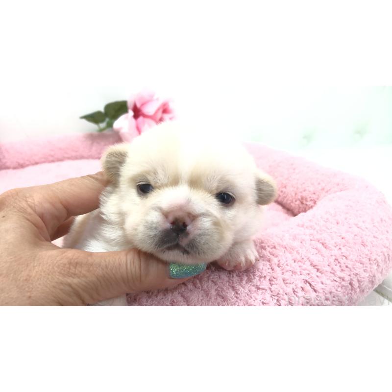 販売中の埼玉県のミックス犬-402098の3枚目