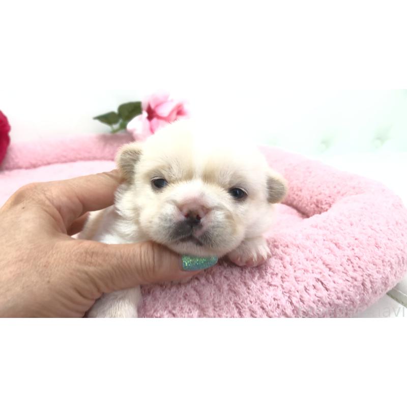 販売中の埼玉県のミックス犬-402098の2枚目