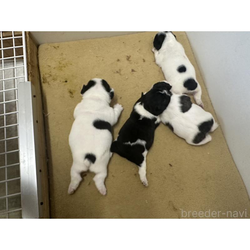 販売中の茨城県のフレンチブルドッグ-402105の3枚目