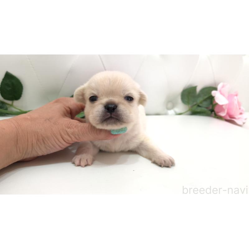 販売中の埼玉県のミックス犬-401452の1枚目