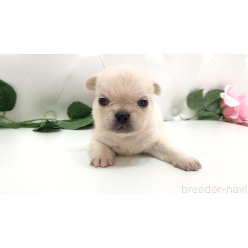 販売中の埼玉県のミックス犬-401452の9枚目