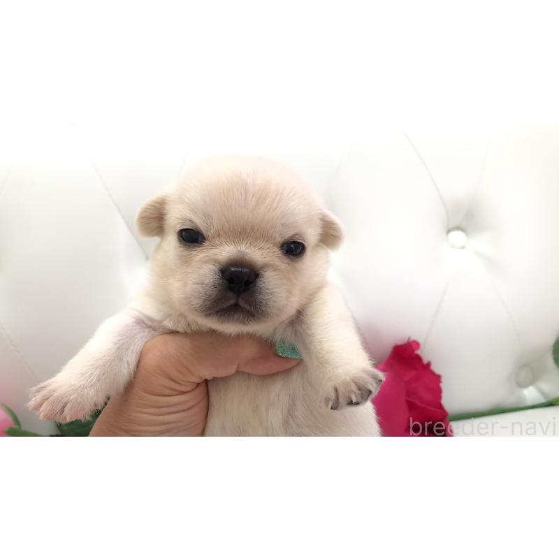 販売中の埼玉県のミックス犬-401452の7枚目