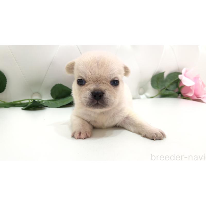 販売中の埼玉県のミックス犬-401452の5枚目