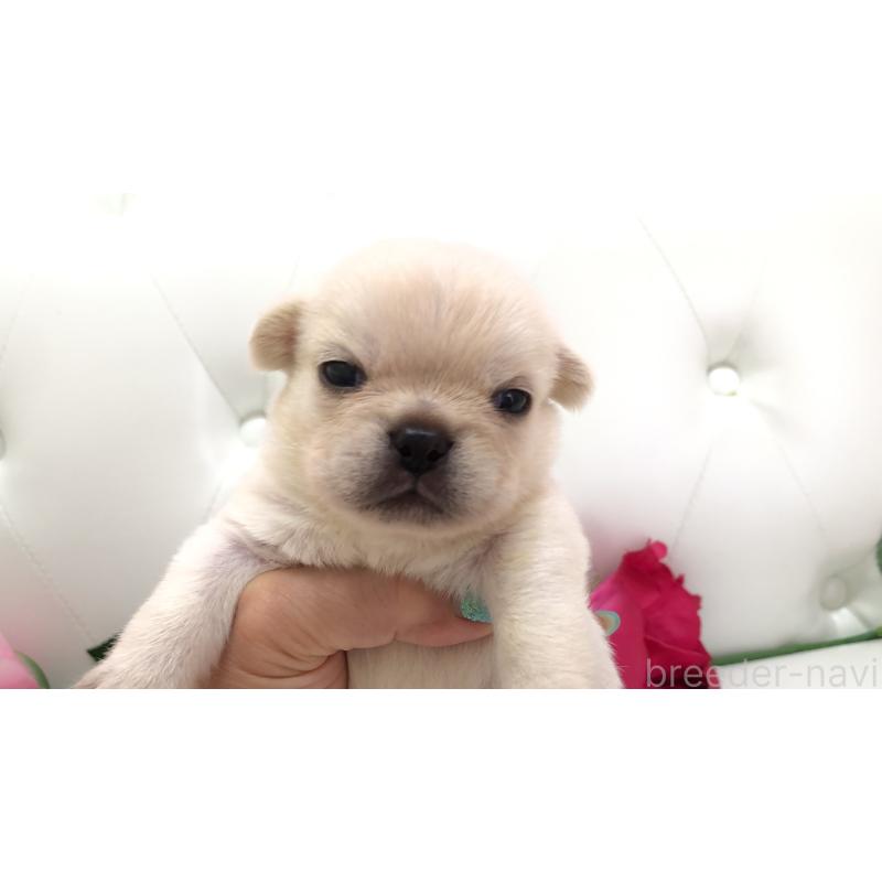 販売中の埼玉県のミックス犬-401452の4枚目