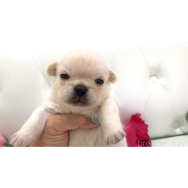 販売中の埼玉県のミックス犬-401452の2枚目