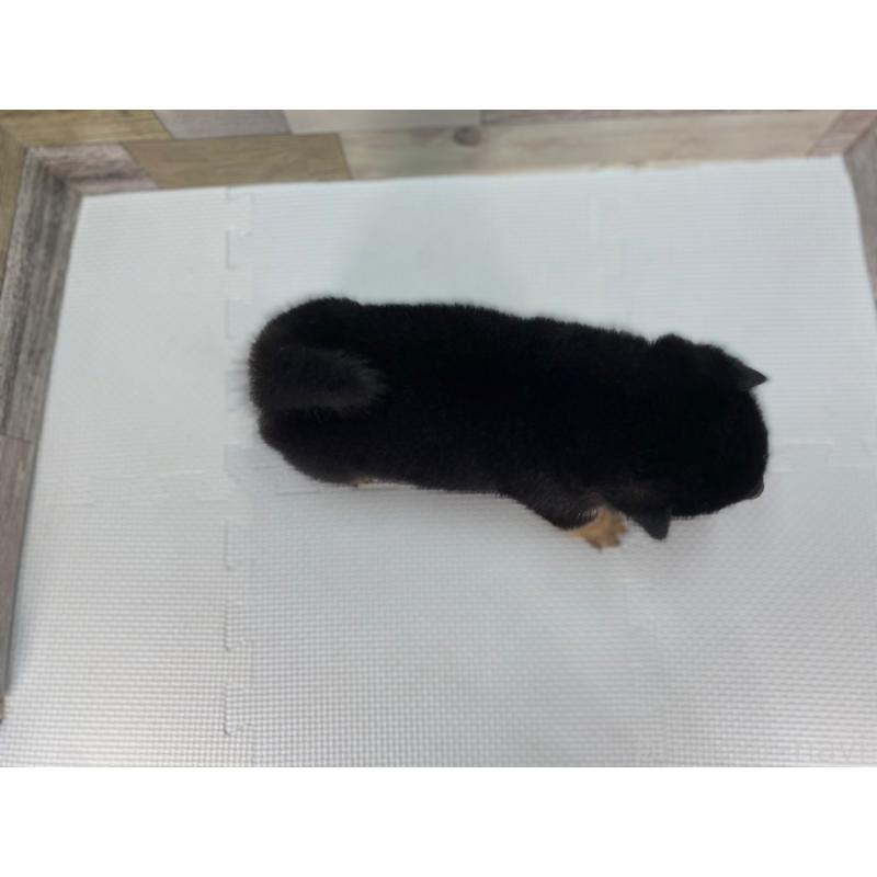 販売中の愛知県の豆柴-402108の2枚目