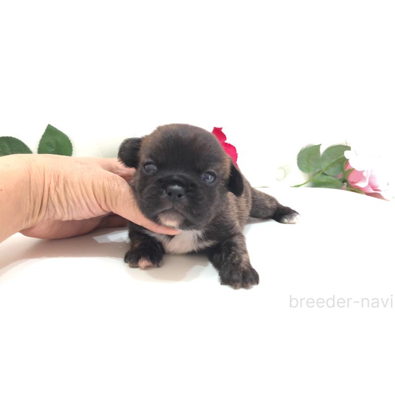 販売中の埼玉県のミックス犬-401455