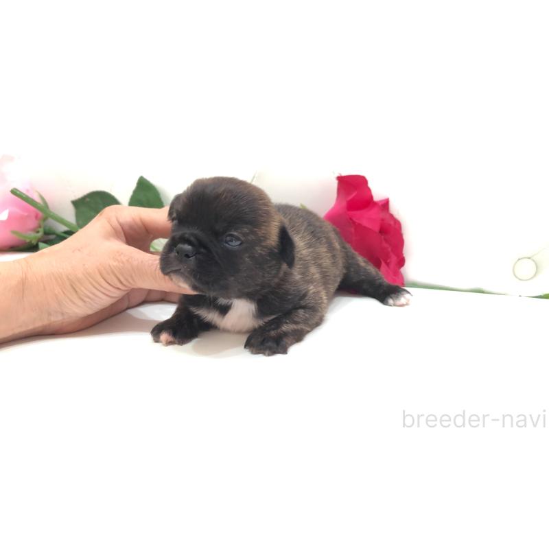 販売中の埼玉県のミックス犬-401455の8枚目
