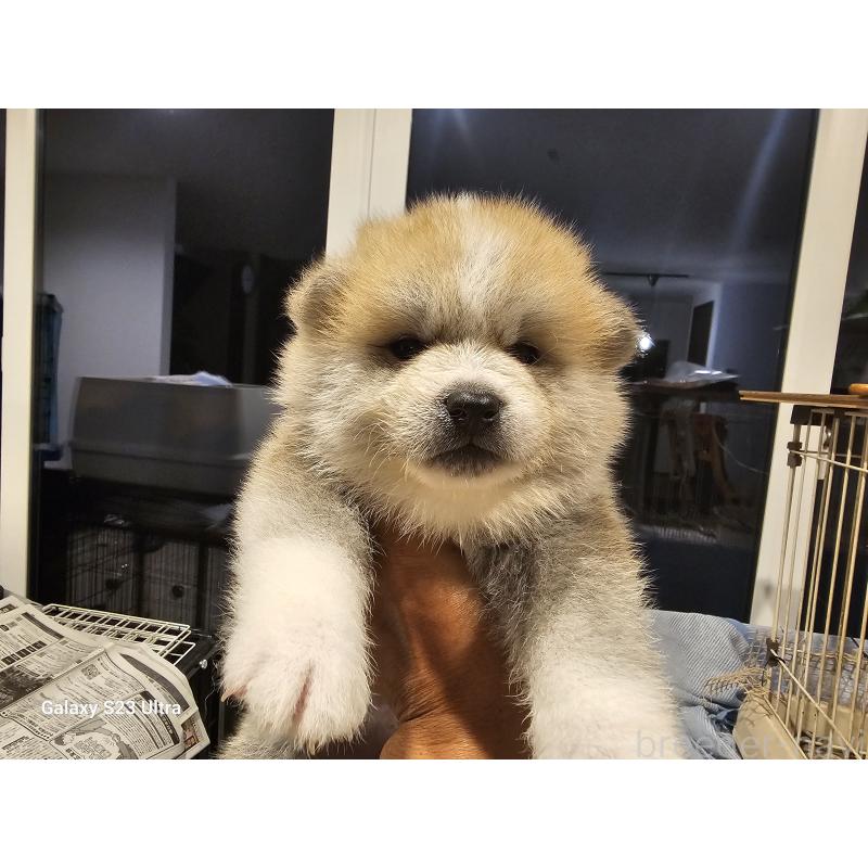 販売中の鹿児島県の秋田犬-402112の5枚目