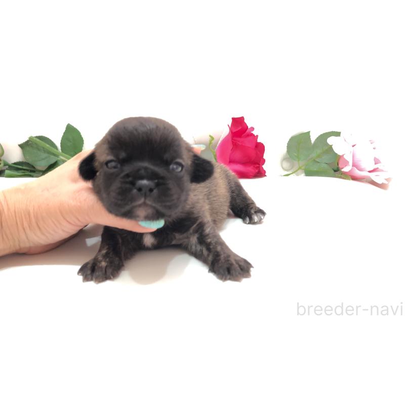 販売中の埼玉県のミックス犬-401461