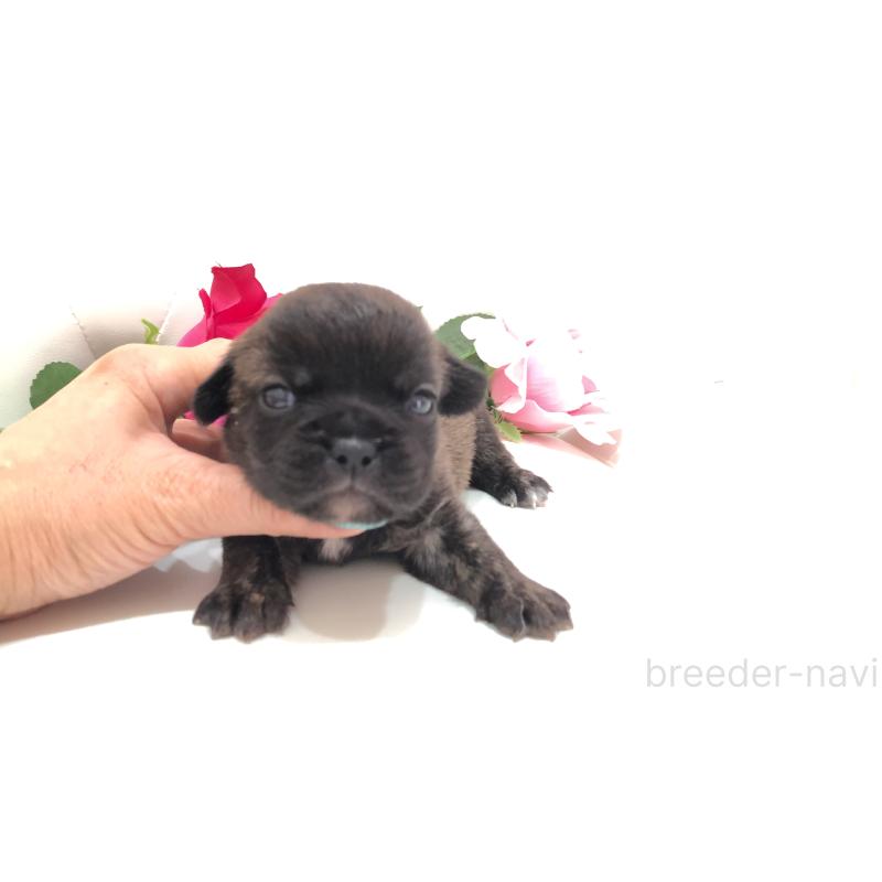 販売中の埼玉県のミックス犬-401461の5枚目