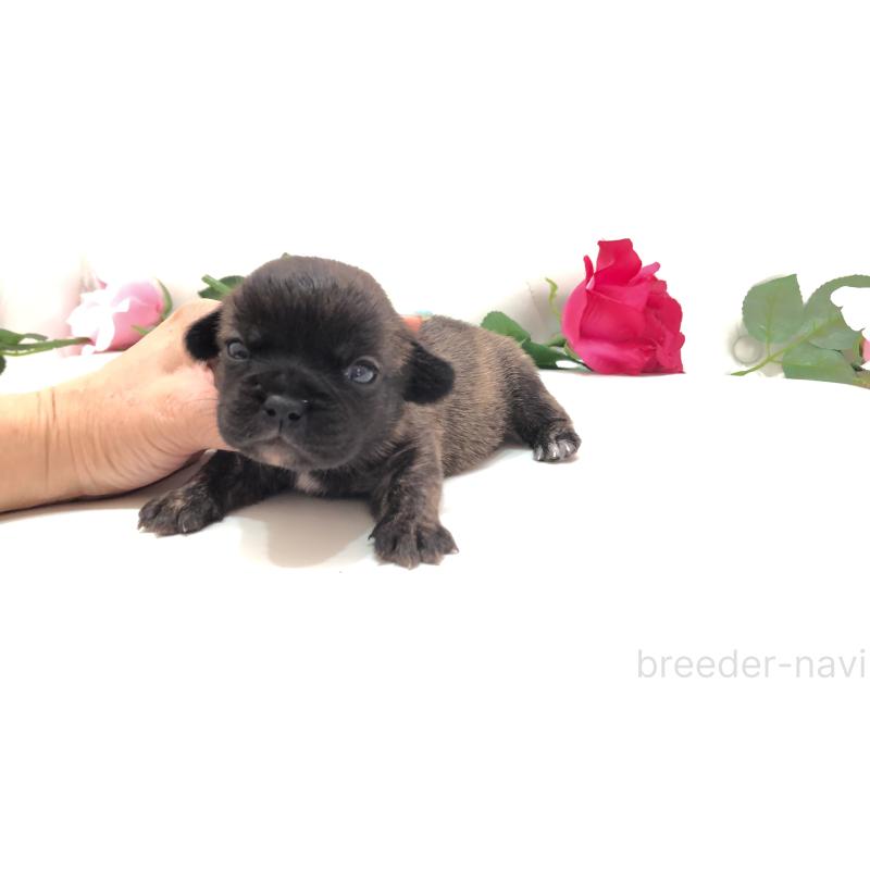 販売中の埼玉県のミックス犬-401461の4枚目
