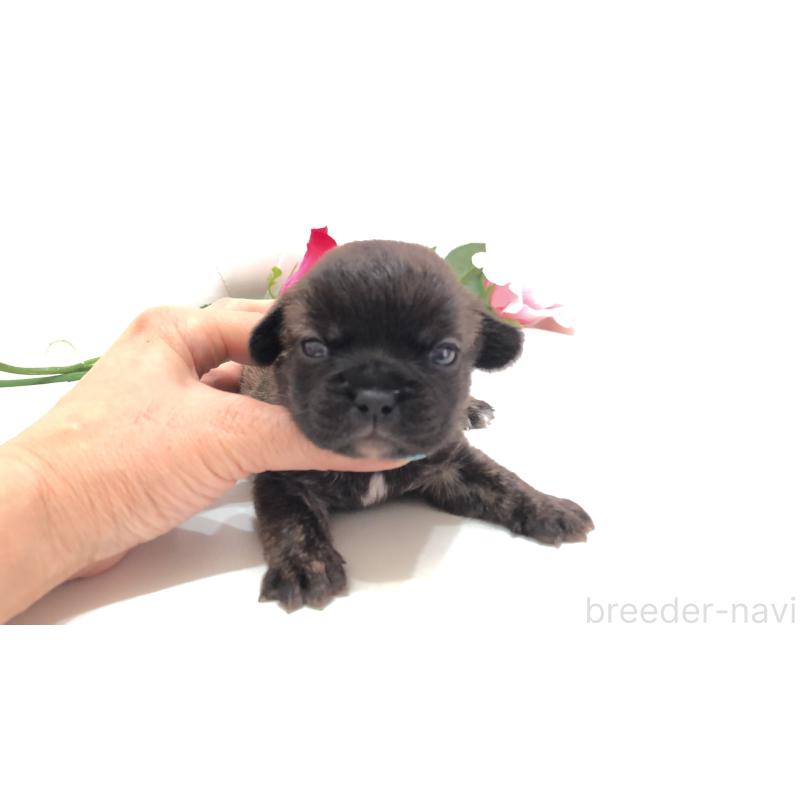 販売中の埼玉県のミックス犬-401461の3枚目