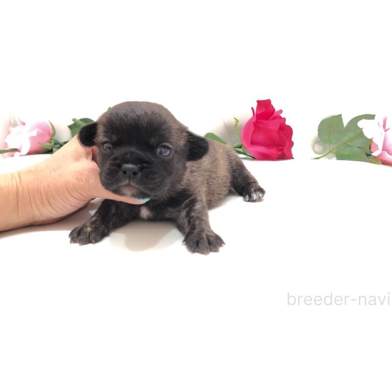 販売中の埼玉県のミックス犬-401461の2枚目