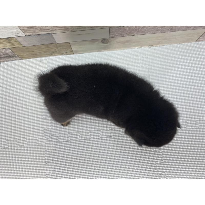 販売中の愛知県の豆柴-402110の2枚目