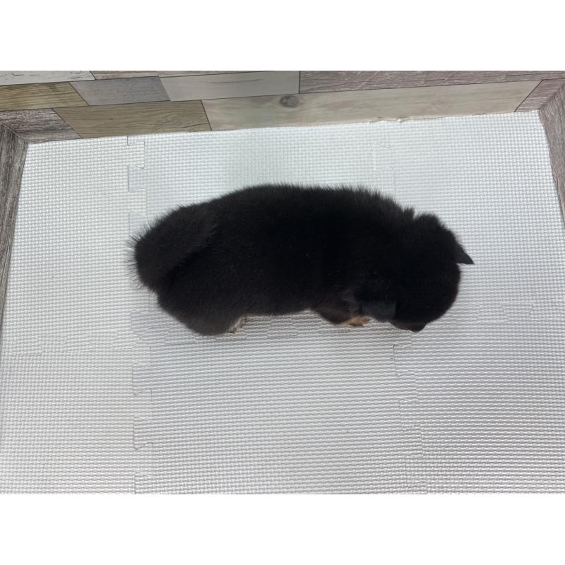 販売中の愛知県の豆柴-402114の2枚目