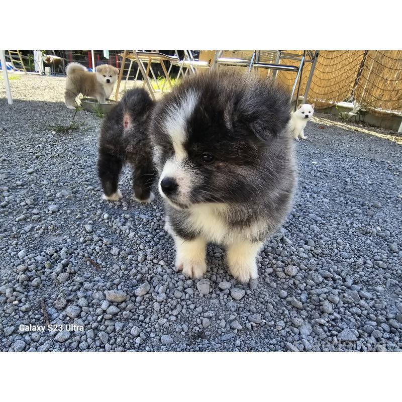 販売中の鹿児島県の秋田犬-402127の8枚目