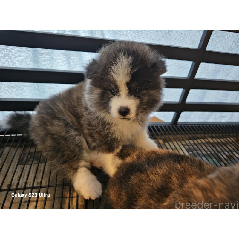 販売中の鹿児島県の秋田犬-402127の6枚目
