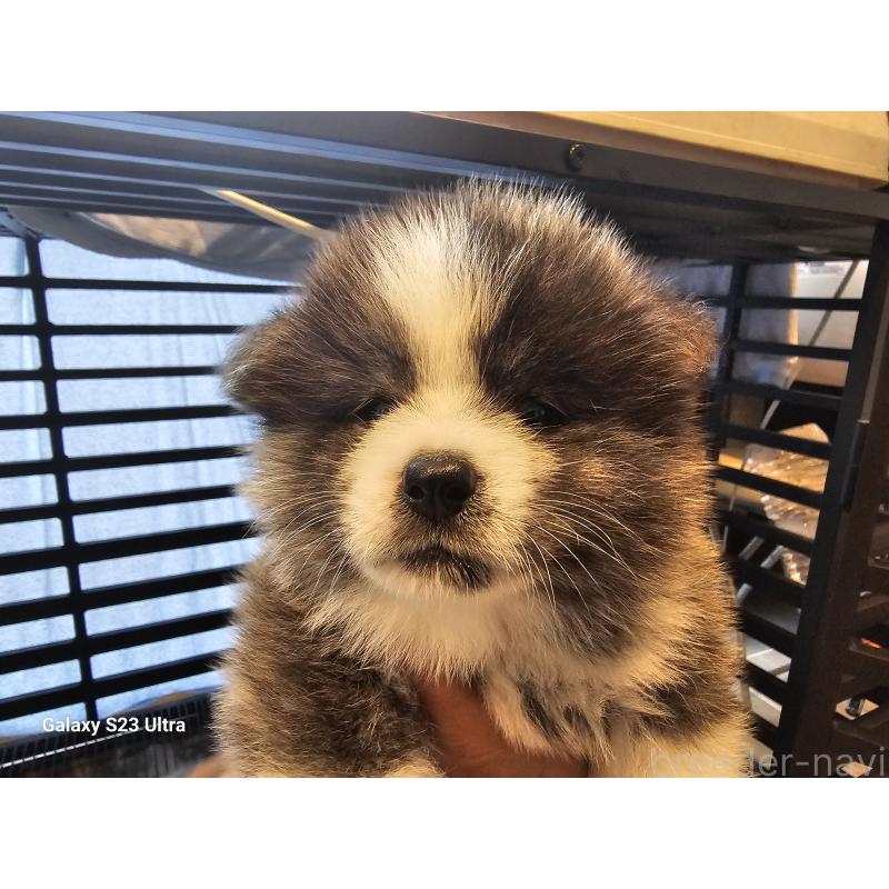 販売中の鹿児島県の秋田犬-402127の5枚目