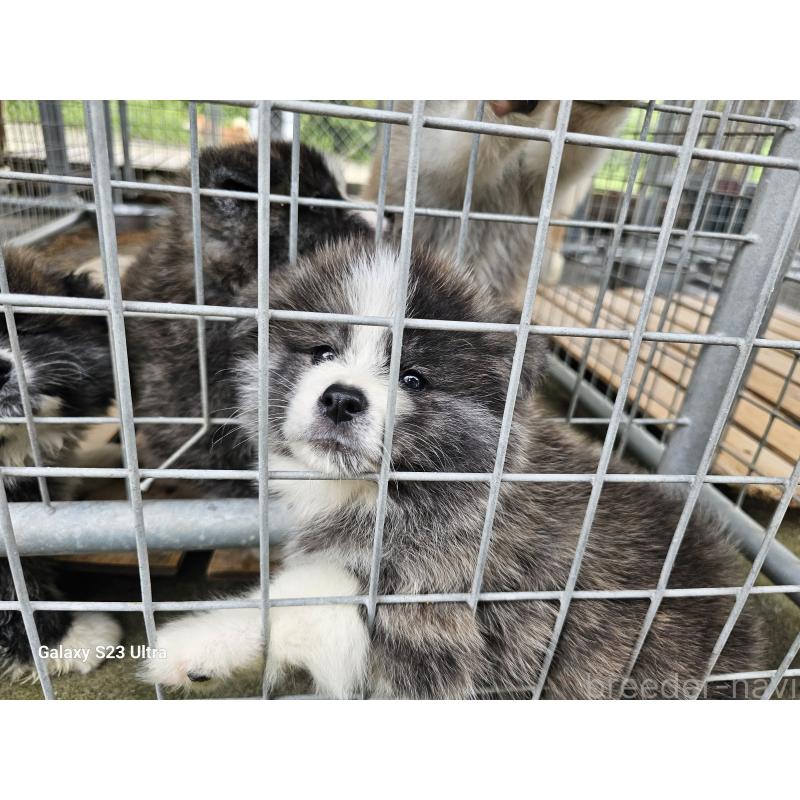 販売中の鹿児島県の秋田犬-402127の4枚目