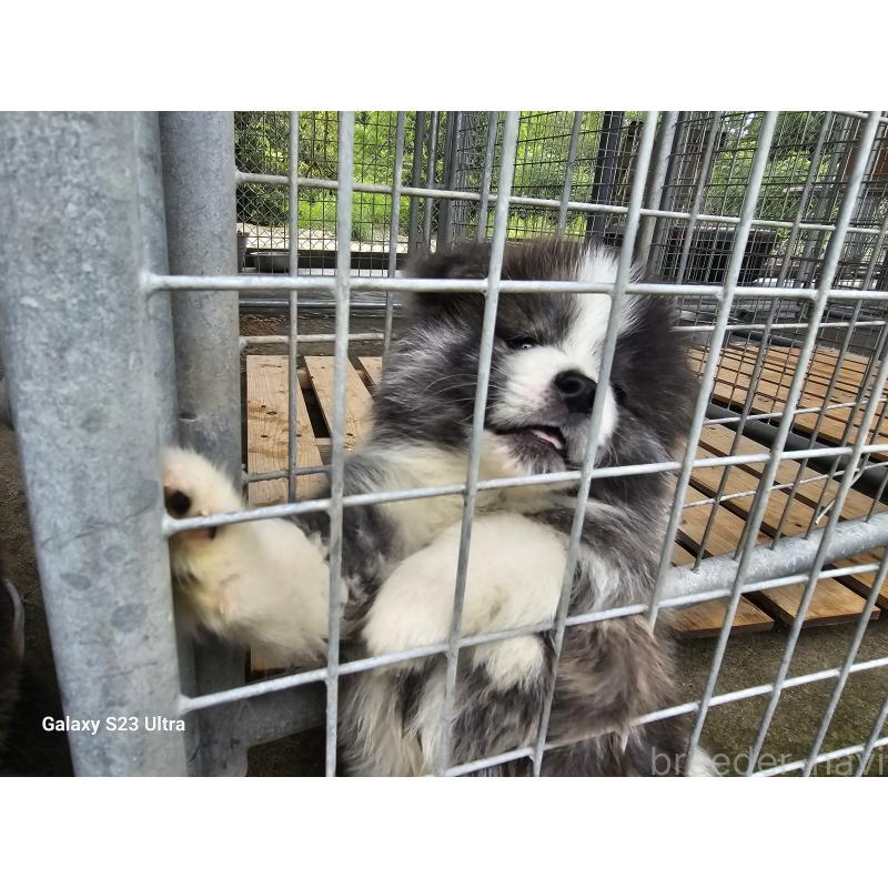販売中の鹿児島県の秋田犬-402127の3枚目