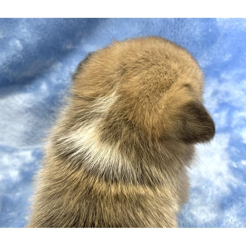 販売中の大阪府のウェルシュコーギーペンブローク-402154の2枚目