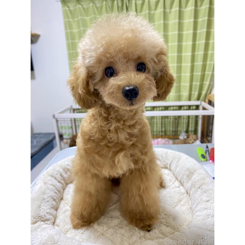 販売中の岐阜県のトイプードル-389555の9枚目