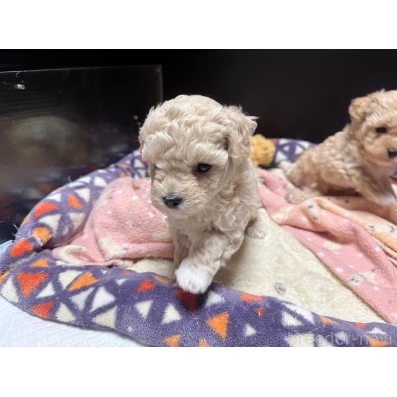 販売中の東京都のマルプー:マルチーズ×トイプードル-400124