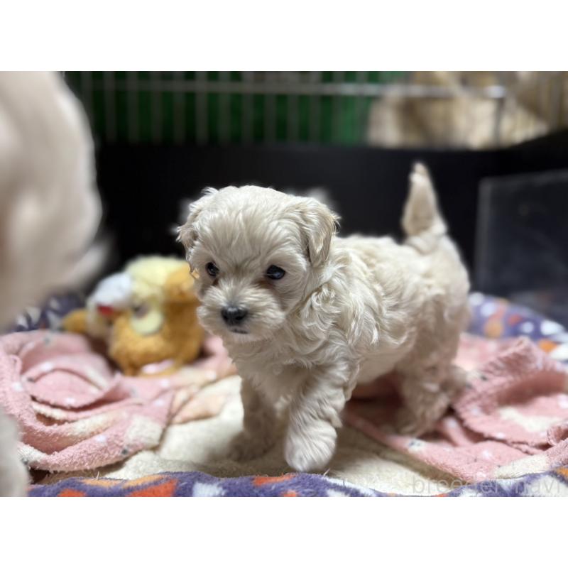 販売中の東京都のマルプー:マルチーズ×トイプードル-397572の12枚目