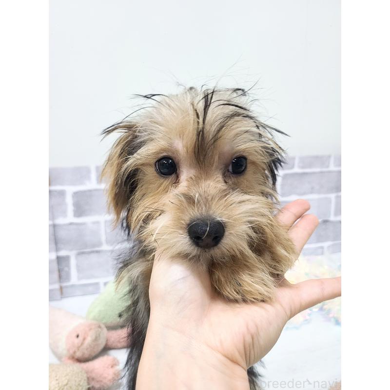 販売中の東京都のミックス犬-384234の4枚目