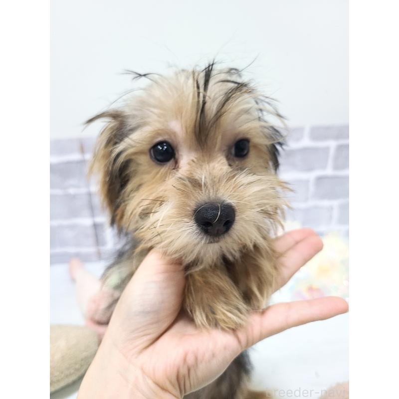 販売中の東京都のミックス犬-384234の3枚目