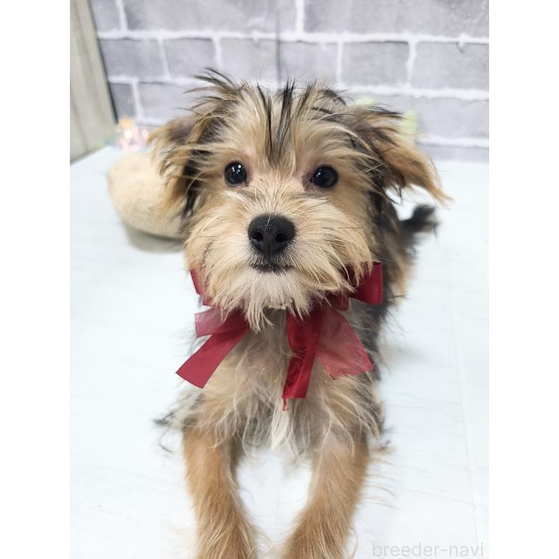 販売中の東京都のミックス犬-384234の2枚目