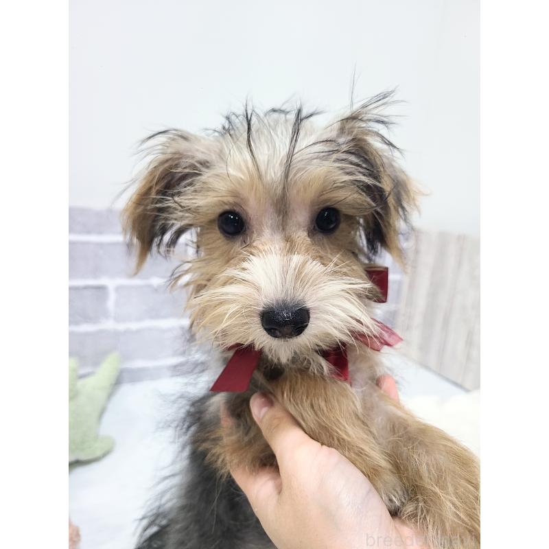 販売中の東京都のミックス犬-384241の5枚目