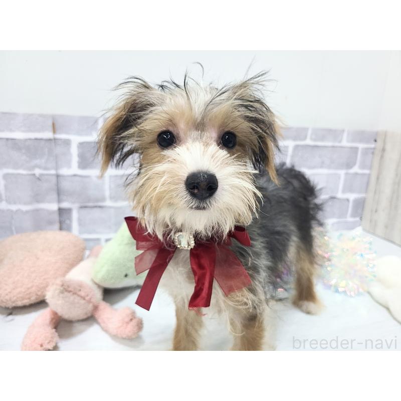 販売中の東京都のミックス犬-384241の4枚目
