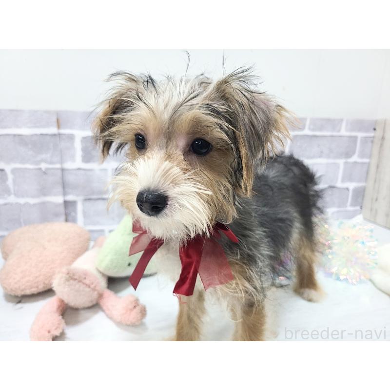 販売中の東京都のミックス犬-384241の3枚目