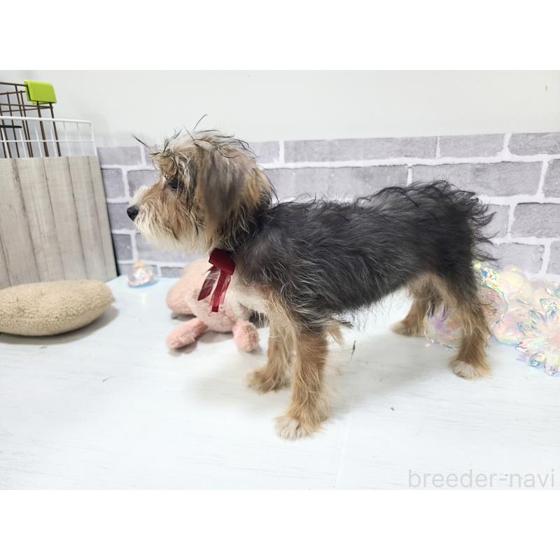 販売中の東京都のミックス犬-384241の2枚目