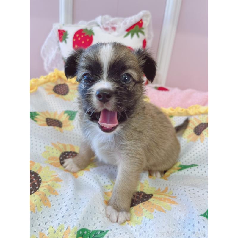 販売中の広島県のミックス犬-402148の2枚目